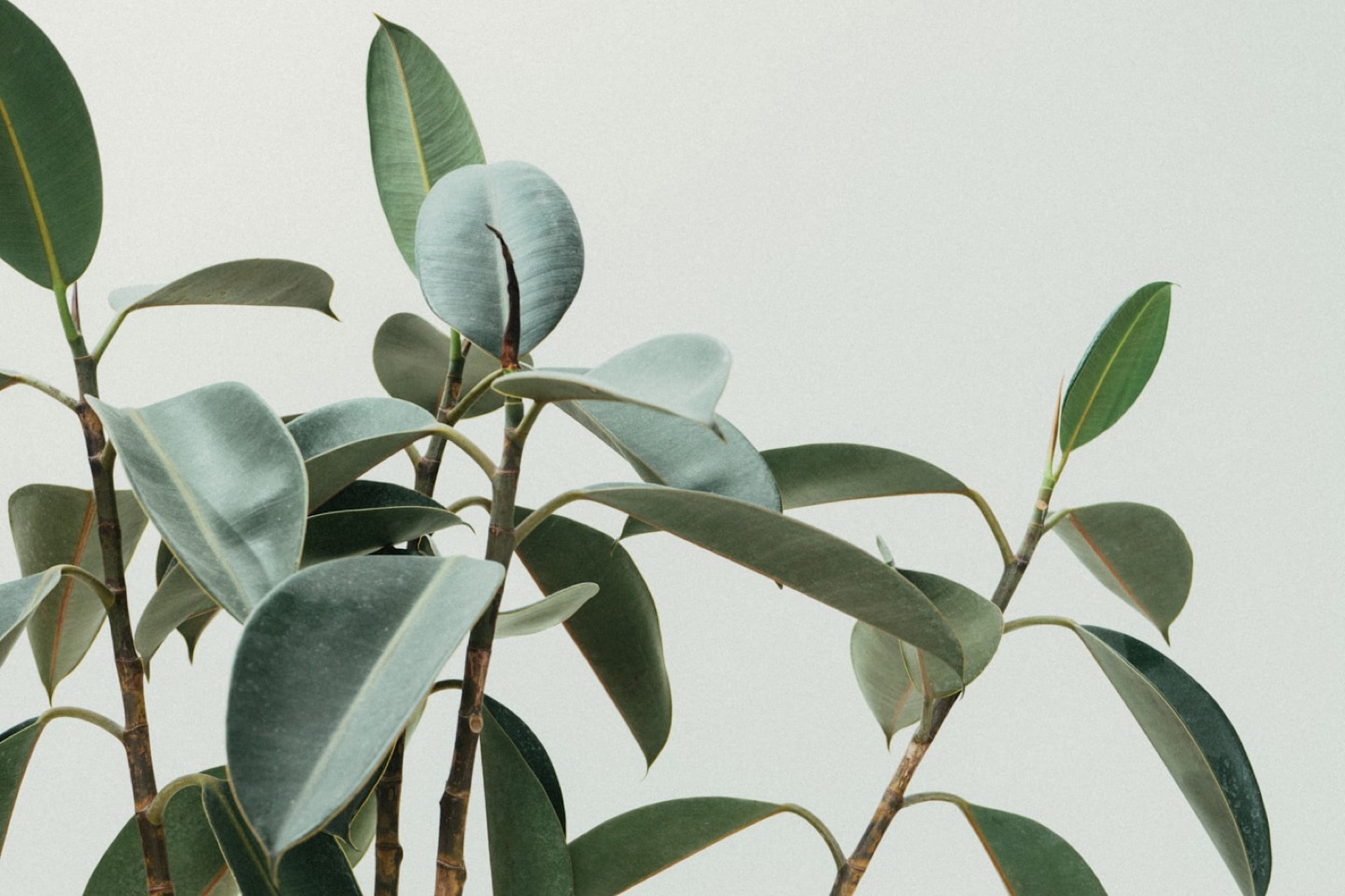 Botanical craftsmanship