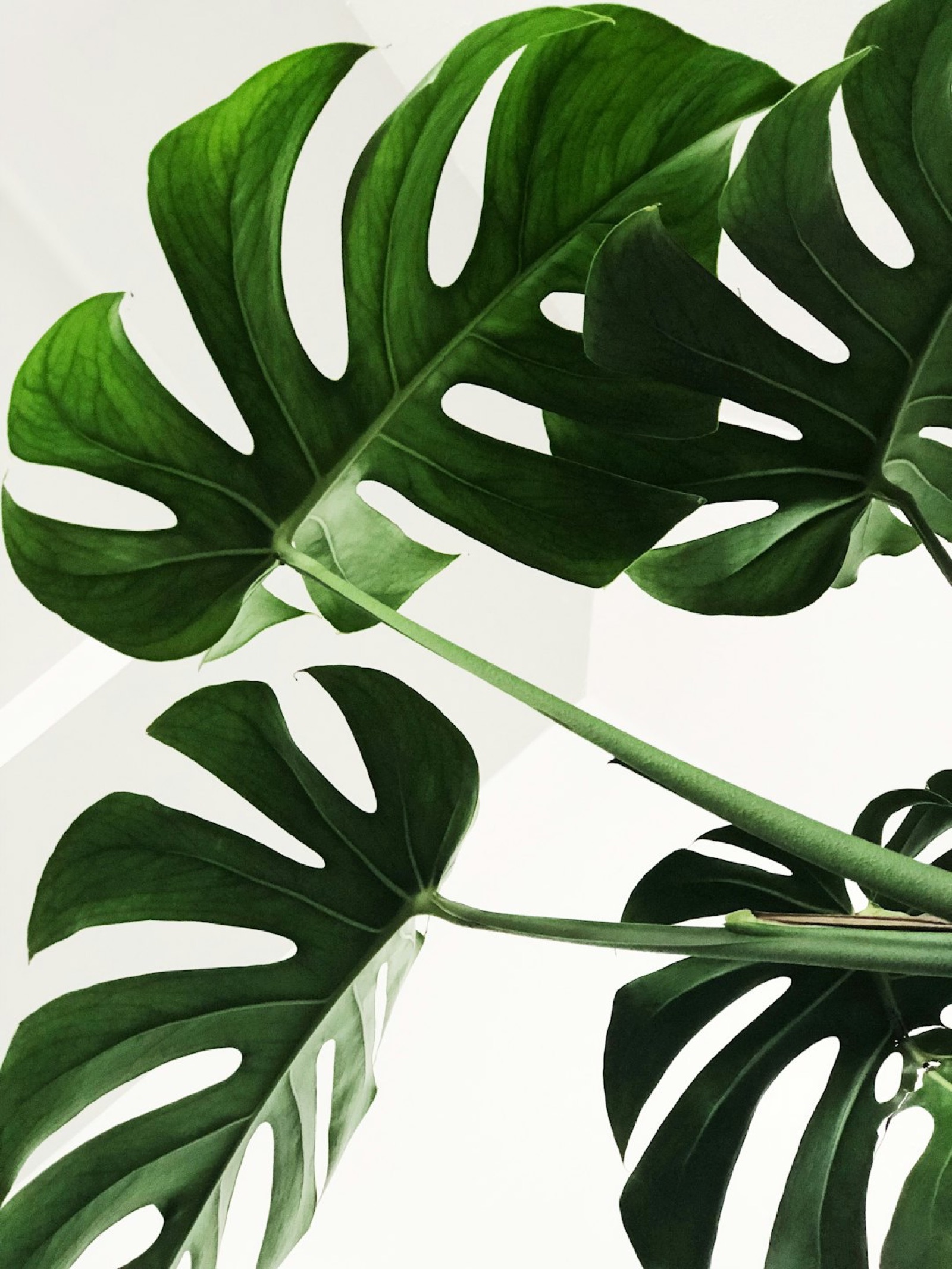 Botanical care for everyday life