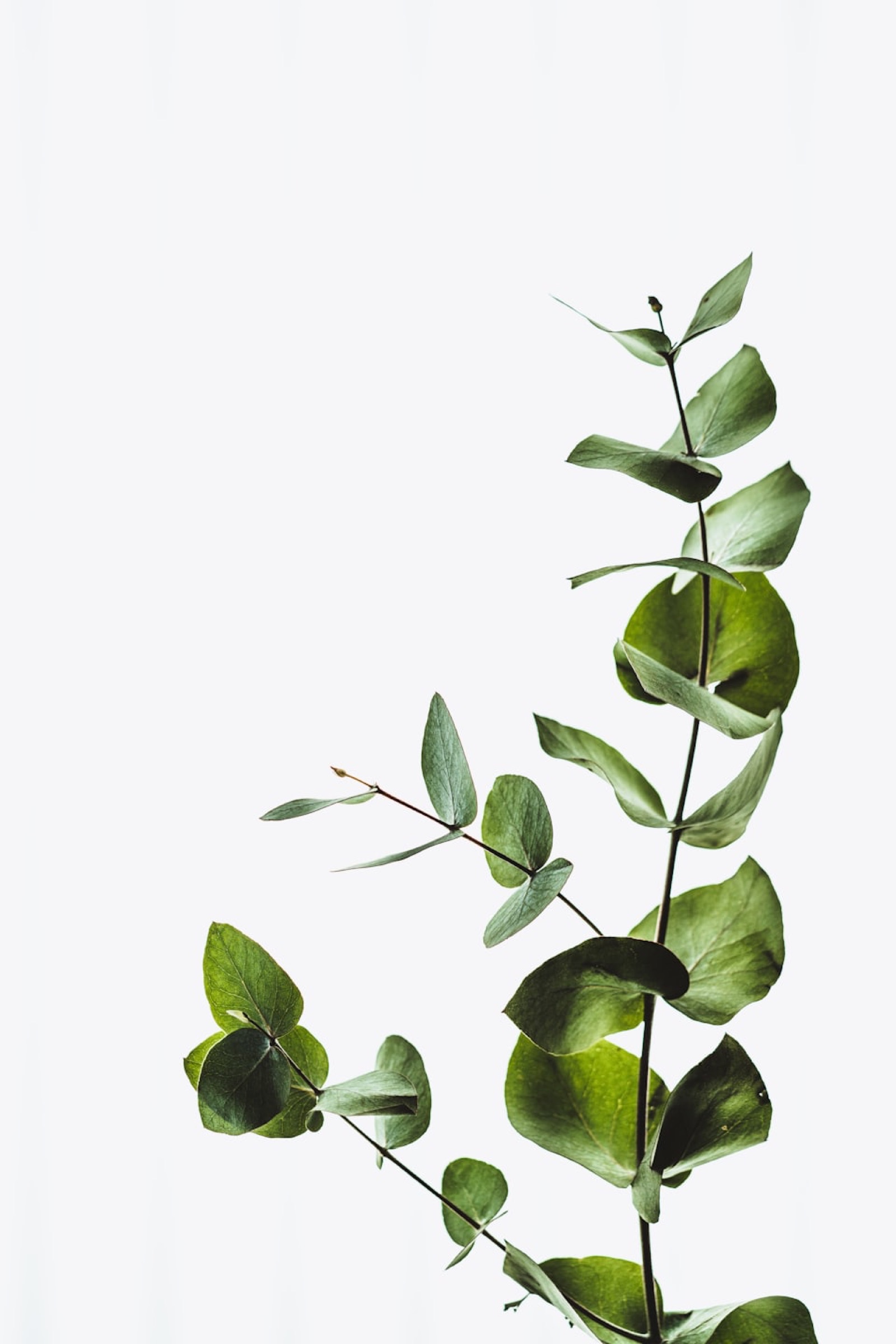 Made by a Dedicated Botanical Team